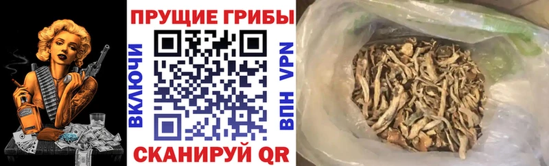 Галлюциногенные грибы ЛСД ссылка на мегу сайт Ельня магазин наркотиков